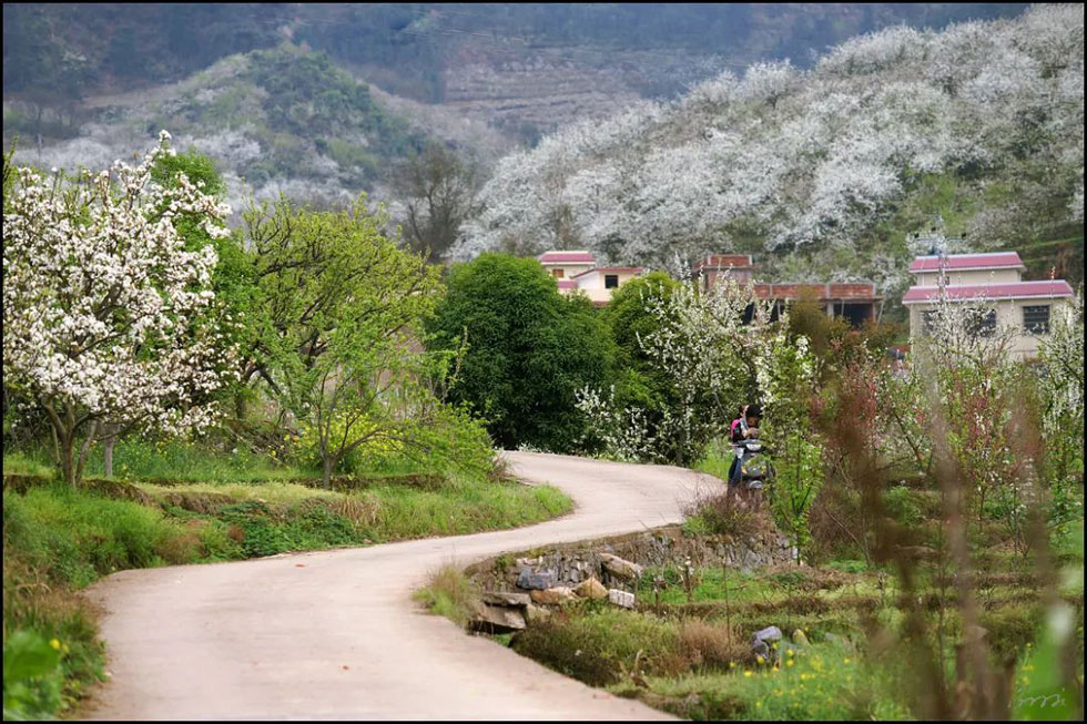 【春天，广西桂林灌阳县向您发出邀请！】我们在灌阳看梨花 - 游山玩水 - 鹤壁生活社区 - 鹤壁28生活网 hb.28life.com