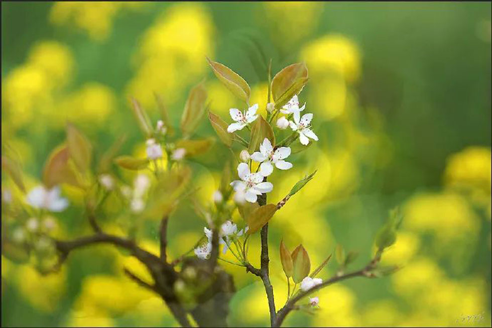 【春天，广西桂林灌阳县向您发出邀请！】我们在灌阳看梨花 - 游山玩水 - 鹤壁生活社区 - 鹤壁28生活网 hb.28life.com