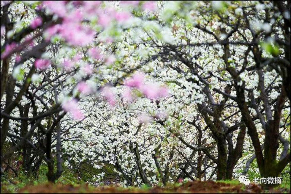 【春天，广西桂林灌阳县向您发出邀请！】我们在灌阳看梨花 - 游山玩水 - 鹤壁生活社区 - 鹤壁28生活网 hb.28life.com