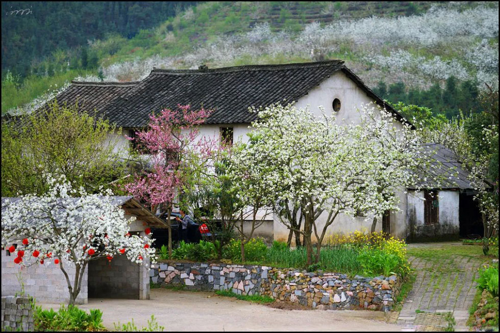 【春天，广西桂林灌阳县向您发出邀请！】我们在灌阳看梨花 - 游山玩水 - 鹤壁生活社区 - 鹤壁28生活网 hb.28life.com