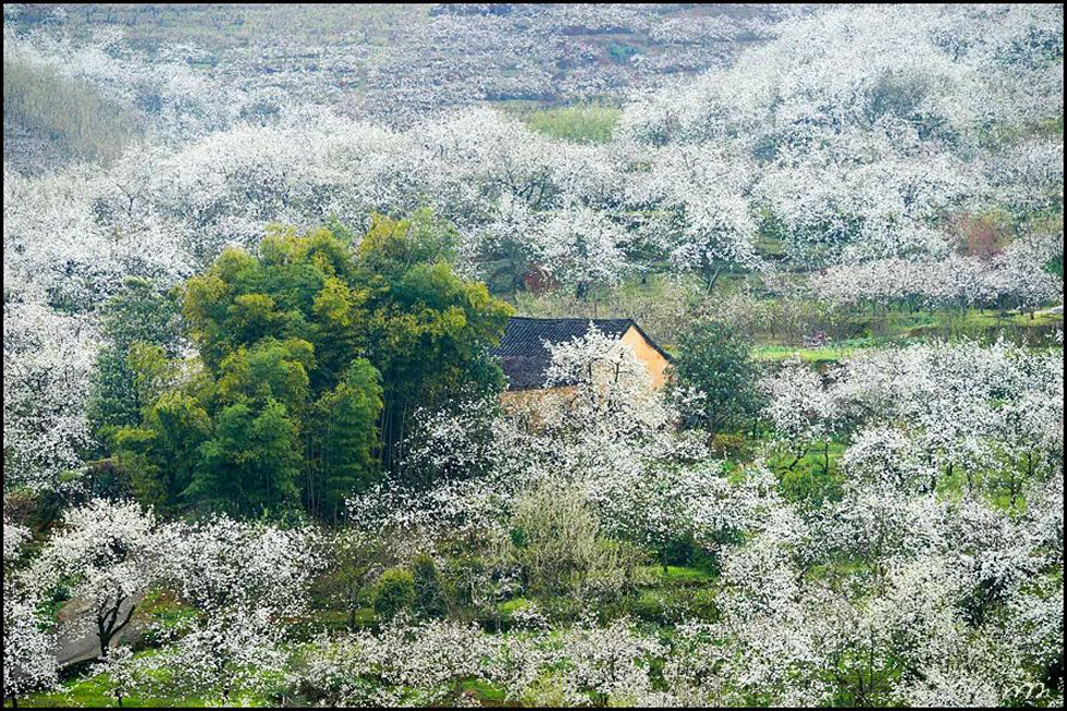 【春天，广西桂林灌阳县向您发出邀请！】我们在灌阳看梨花 - 游山玩水 - 鹤壁生活社区 - 鹤壁28生活网 hb.28life.com