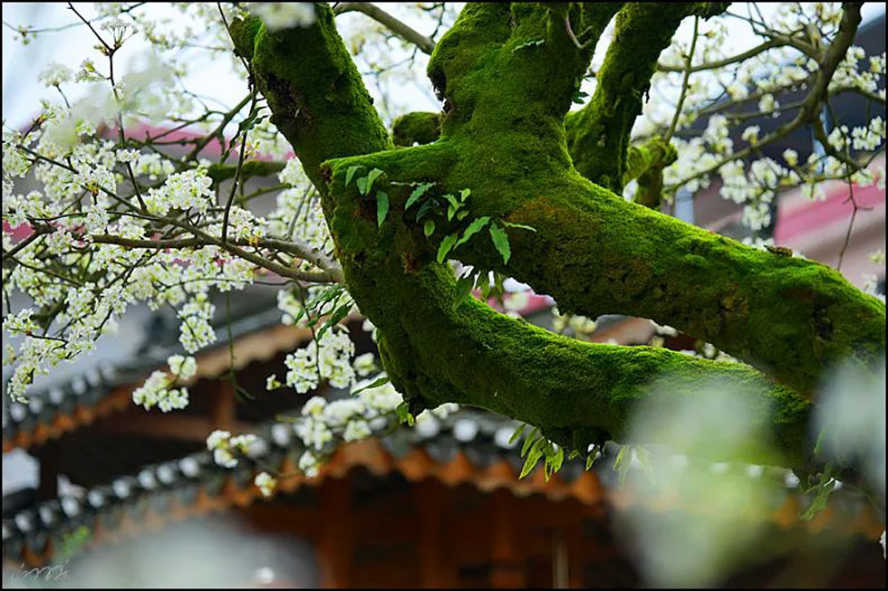 【春天，广西桂林灌阳县向您发出邀请！】我们在灌阳看梨花 - 游山玩水 - 鹤壁生活社区 - 鹤壁28生活网 hb.28life.com