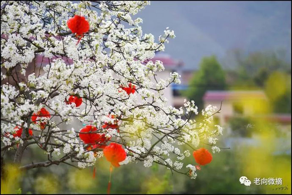 【春天，广西桂林灌阳县向您发出邀请！】我们在灌阳看梨花 - 游山玩水 - 鹤壁生活社区 - 鹤壁28生活网 hb.28life.com