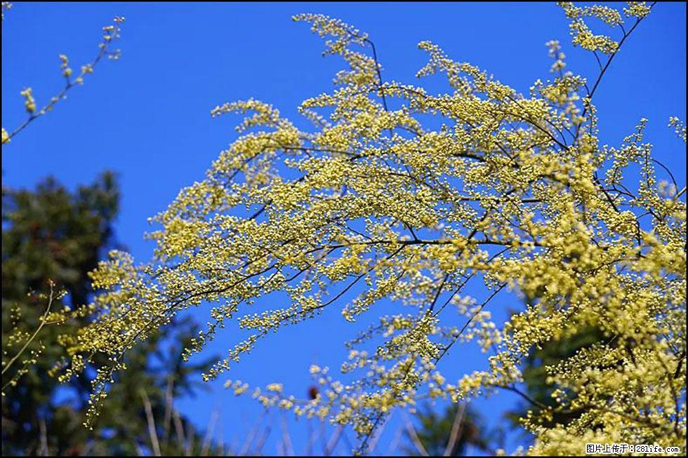【春天，广西桂林灌阳县向您发出邀请！】米珠山前有片山苍子花在飘香 - 游山玩水 - 鹤壁生活社区 - 鹤壁28生活网 hb.28life.com