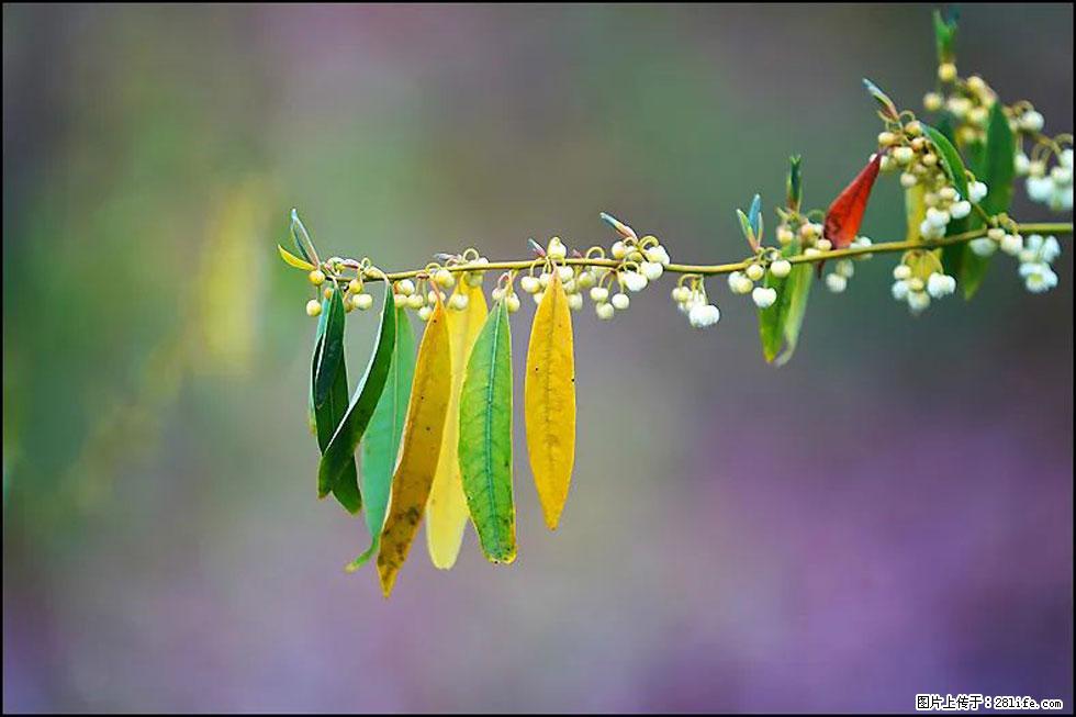 【春天，广西桂林灌阳县向您发出邀请！】米珠山前有片山苍子花在飘香 - 游山玩水 - 鹤壁生活社区 - 鹤壁28生活网 hb.28life.com