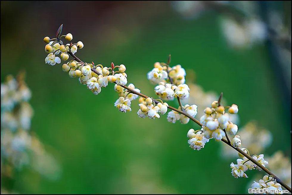 【春天，广西桂林灌阳县向您发出邀请！】米珠山前有片山苍子花在飘香 - 游山玩水 - 鹤壁生活社区 - 鹤壁28生活网 hb.28life.com