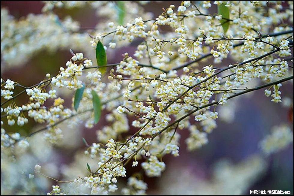 【春天，广西桂林灌阳县向您发出邀请！】米珠山前有片山苍子花在飘香 - 游山玩水 - 鹤壁生活社区 - 鹤壁28生活网 hb.28life.com