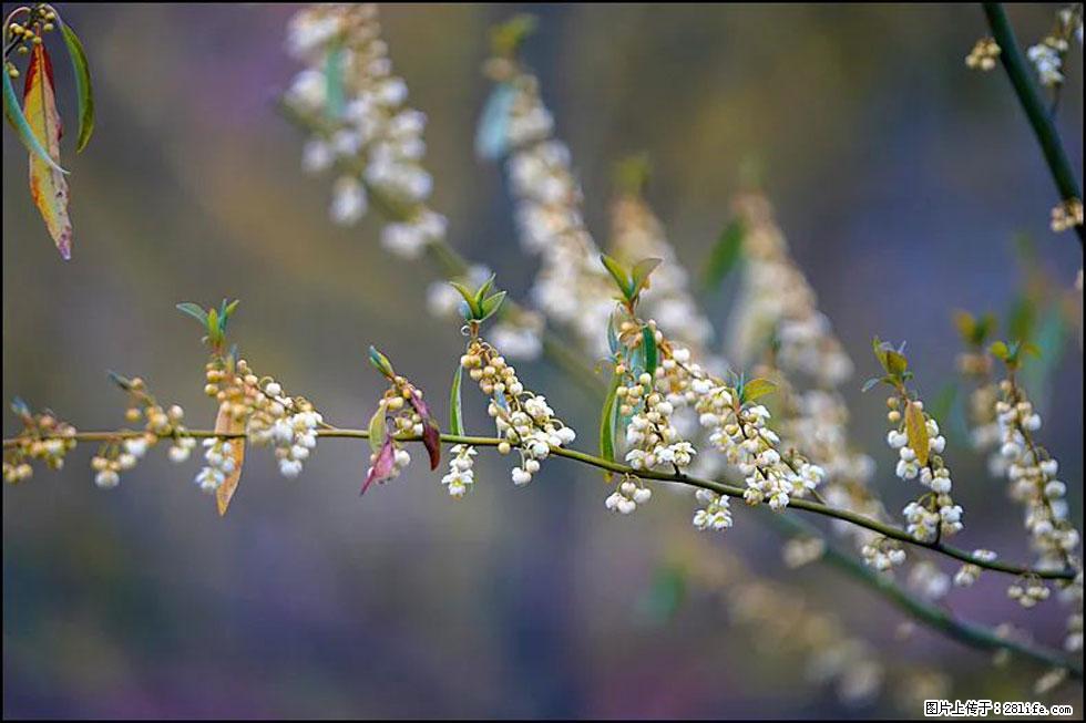 【春天，广西桂林灌阳县向您发出邀请！】米珠山前有片山苍子花在飘香 - 游山玩水 - 鹤壁生活社区 - 鹤壁28生活网 hb.28life.com