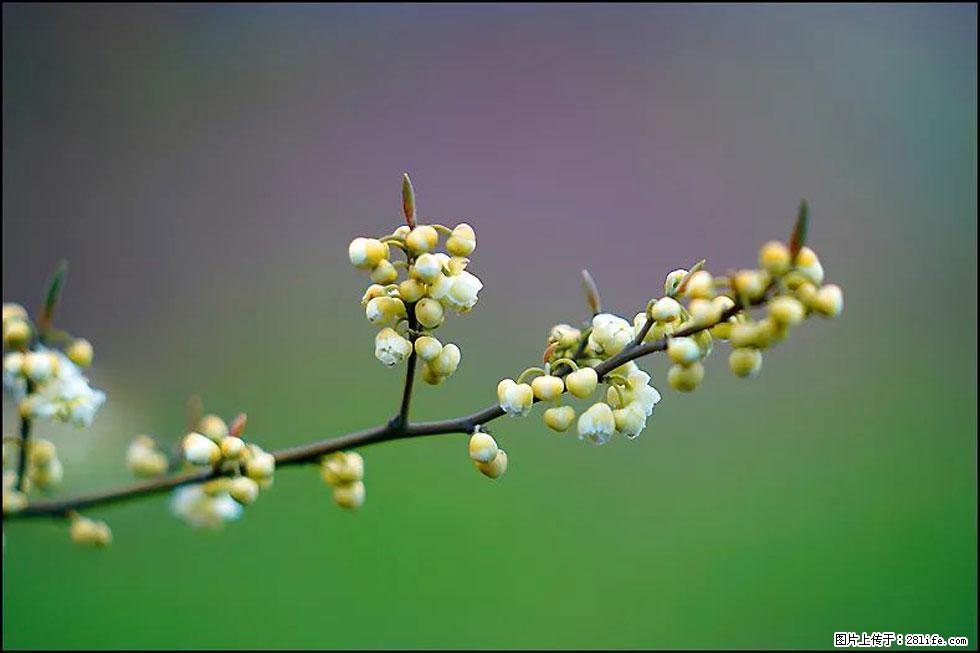 【春天，广西桂林灌阳县向您发出邀请！】米珠山前有片山苍子花在飘香 - 游山玩水 - 鹤壁生活社区 - 鹤壁28生活网 hb.28life.com