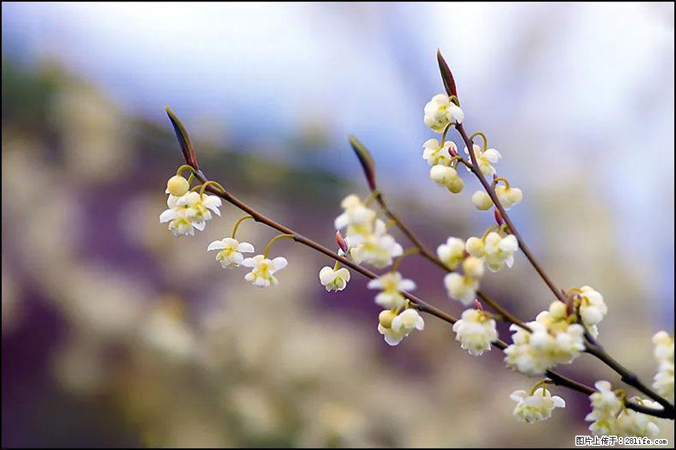 【春天，广西桂林灌阳县向您发出邀请！】米珠山前有片山苍子花在飘香 - 游山玩水 - 鹤壁生活社区 - 鹤壁28生活网 hb.28life.com