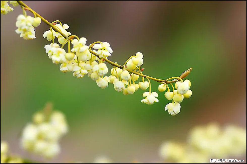 【春天，广西桂林灌阳县向您发出邀请！】米珠山前有片山苍子花在飘香 - 游山玩水 - 鹤壁生活社区 - 鹤壁28生活网 hb.28life.com