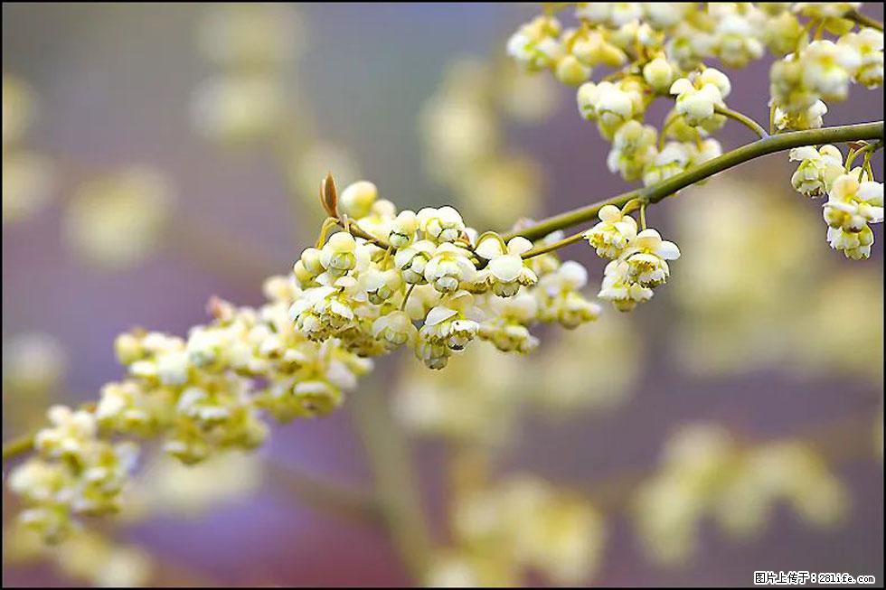 【春天，广西桂林灌阳县向您发出邀请！】米珠山前有片山苍子花在飘香 - 游山玩水 - 鹤壁生活社区 - 鹤壁28生活网 hb.28life.com