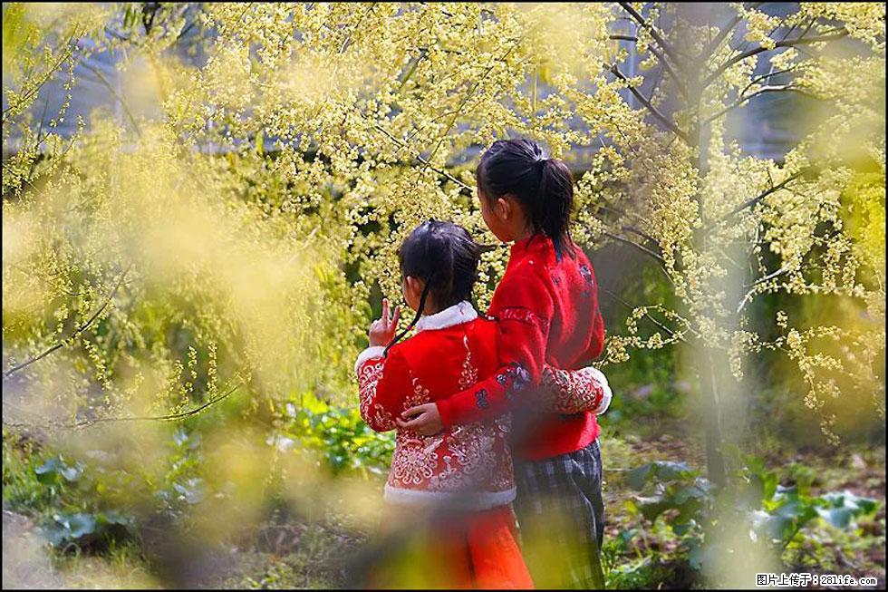 【春天，广西桂林灌阳县向您发出邀请！】米珠山前有片山苍子花在飘香 - 游山玩水 - 鹤壁生活社区 - 鹤壁28生活网 hb.28life.com