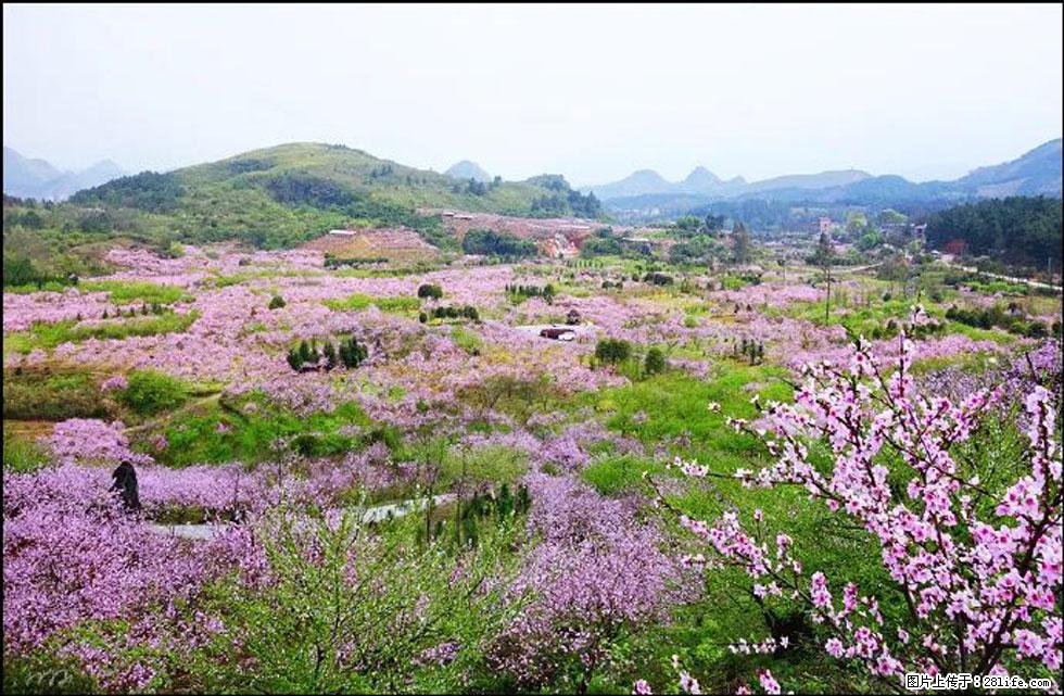 【春天,广西桂林灌阳县向您发出邀请!】官庄村有个醉美的桃花园 - 游山玩水 - 鹤壁生活社区 - 鹤壁28生活网 hb.28life.com