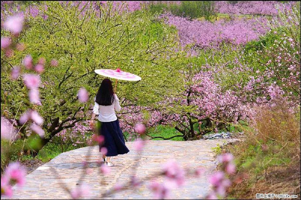 【春天,广西桂林灌阳县向您发出邀请!】官庄村有个醉美的桃花园 - 游山玩水 - 鹤壁生活社区 - 鹤壁28生活网 hb.28life.com