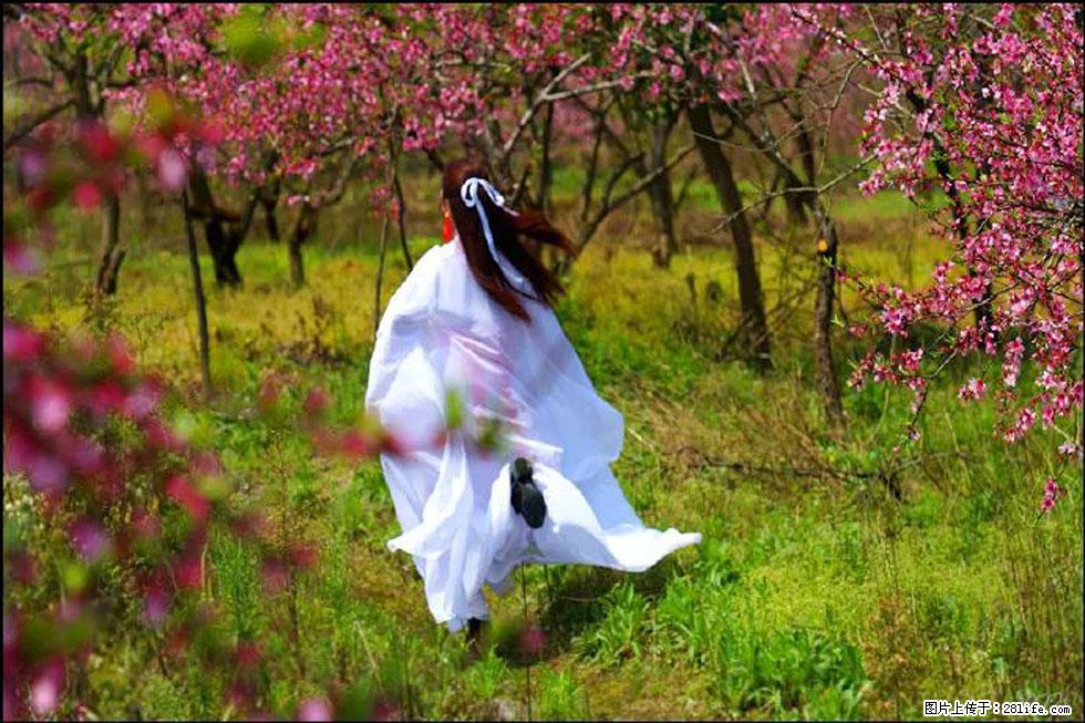 【春天,广西桂林灌阳县向您发出邀请!】官庄村有个醉美的桃花园 - 游山玩水 - 鹤壁生活社区 - 鹤壁28生活网 hb.28life.com