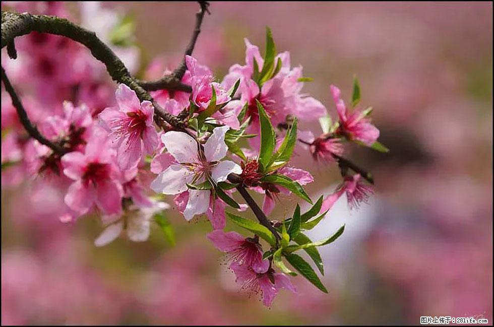 【春天,广西桂林灌阳县向您发出邀请!】官庄村有个醉美的桃花园 - 游山玩水 - 鹤壁生活社区 - 鹤壁28生活网 hb.28life.com