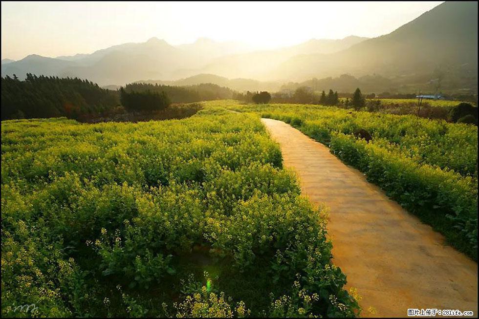 【春天，广西桂林灌阳县向您发出邀请！】长坪村油菜盛情花开 - 游山玩水 - 鹤壁生活社区 - 鹤壁28生活网 hb.28life.com