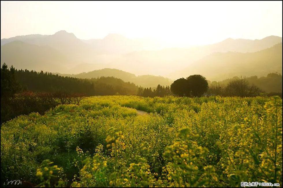 【春天，广西桂林灌阳县向您发出邀请！】长坪村油菜盛情花开 - 游山玩水 - 鹤壁生活社区 - 鹤壁28生活网 hb.28life.com