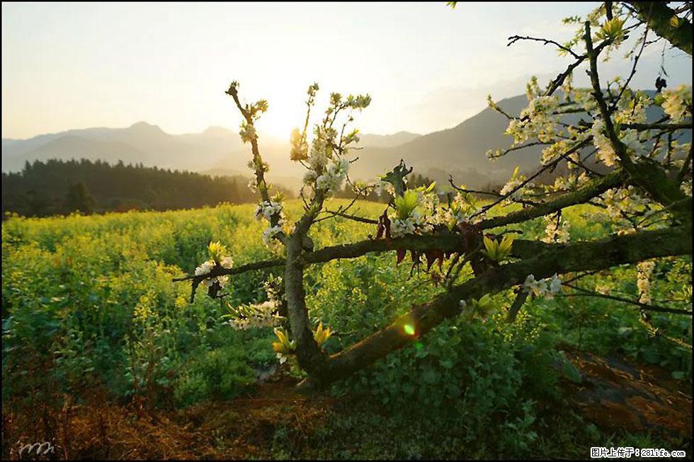 【春天，广西桂林灌阳县向您发出邀请！】长坪村油菜盛情花开 - 游山玩水 - 鹤壁生活社区 - 鹤壁28生活网 hb.28life.com