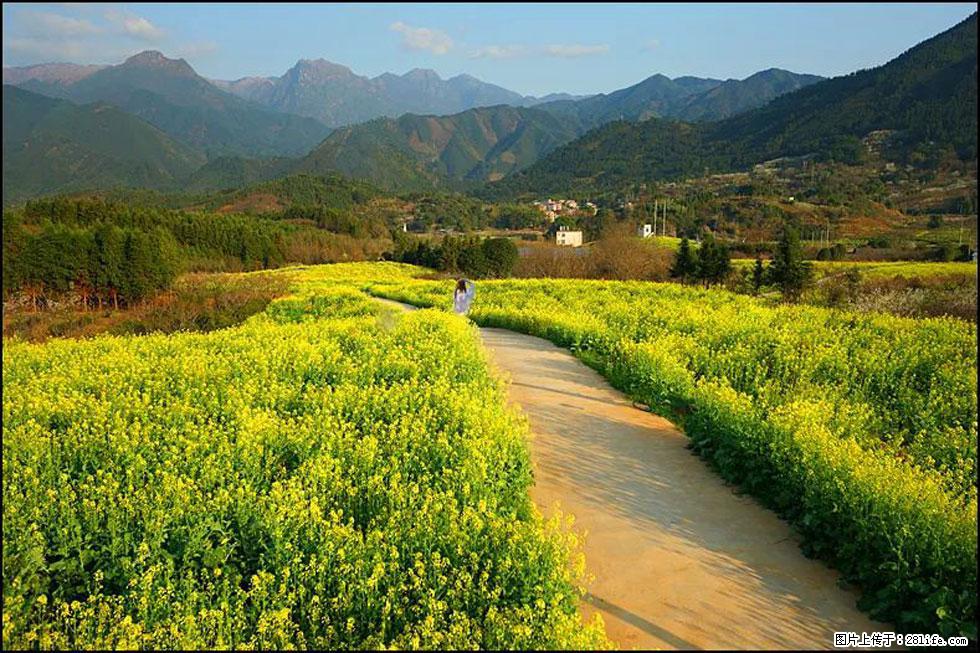 【春天，广西桂林灌阳县向您发出邀请！】长坪村油菜盛情花开 - 游山玩水 - 鹤壁生活社区 - 鹤壁28生活网 hb.28life.com