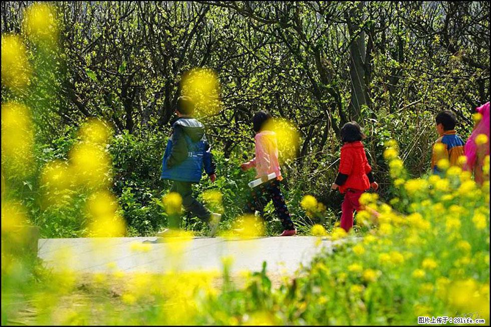 【春天，广西桂林灌阳县向您发出邀请！】长坪村油菜盛情花开 - 游山玩水 - 鹤壁生活社区 - 鹤壁28生活网 hb.28life.com