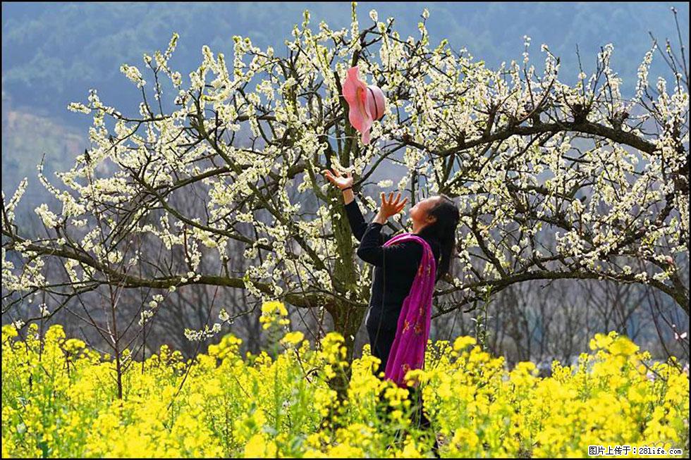【春天，广西桂林灌阳县向您发出邀请！】长坪村油菜盛情花开 - 游山玩水 - 鹤壁生活社区 - 鹤壁28生活网 hb.28life.com