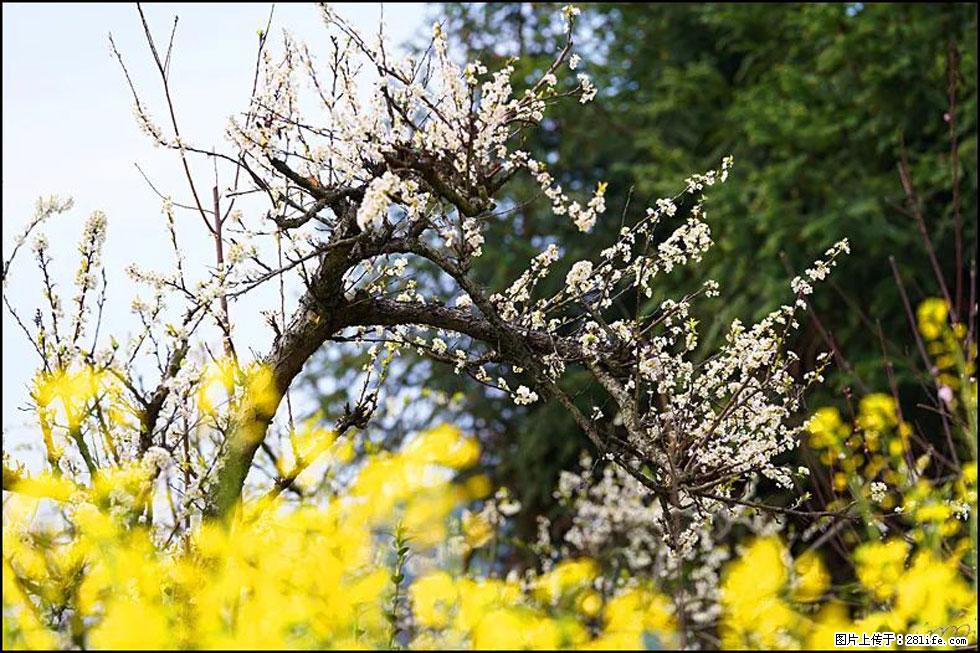【春天，广西桂林灌阳县向您发出邀请！】长坪村油菜盛情花开 - 游山玩水 - 鹤壁生活社区 - 鹤壁28生活网 hb.28life.com