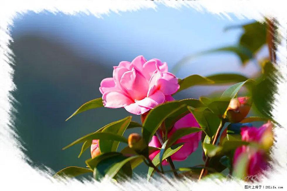 【春天,广西桂林灌阳县向您发出邀请!】杨柳井茶花惹人爱 - 游山玩水 - 鹤壁生活社区 - 鹤壁28生活网 hb.28life.com