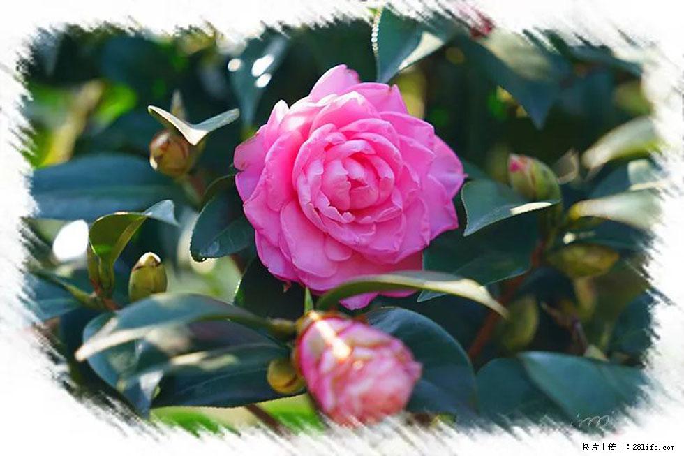 【春天,广西桂林灌阳县向您发出邀请!】杨柳井茶花惹人爱 - 游山玩水 - 鹤壁生活社区 - 鹤壁28生活网 hb.28life.com