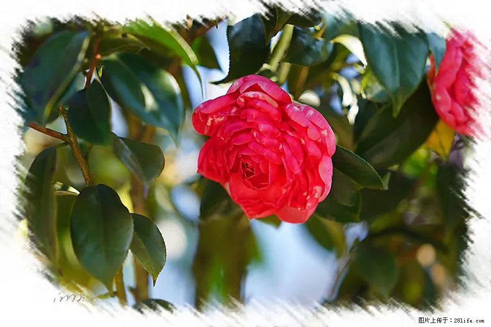 【春天,广西桂林灌阳县向您发出邀请!】杨柳井茶花惹人爱 - 游山玩水 - 鹤壁生活社区 - 鹤壁28生活网 hb.28life.com