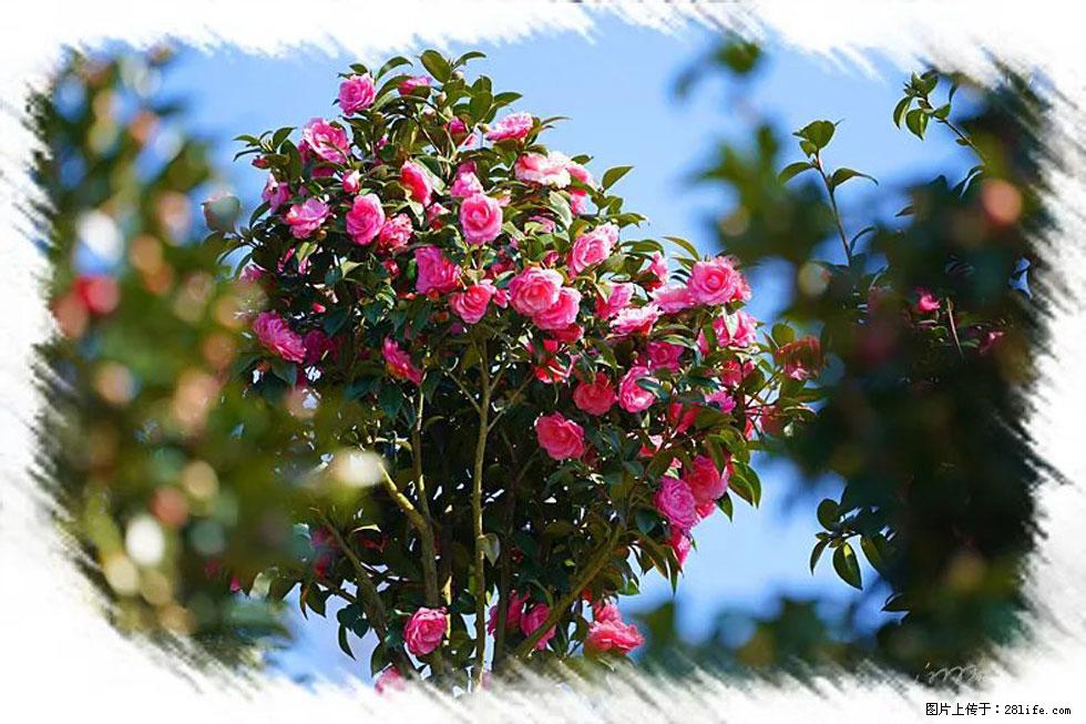 【春天,广西桂林灌阳县向您发出邀请!】杨柳井茶花惹人爱 - 游山玩水 - 鹤壁生活社区 - 鹤壁28生活网 hb.28life.com