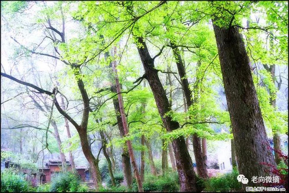 【春天，广西桂林灌阳县向您发出邀请！】在小龙村与春天约会 - 游山玩水 - 鹤壁生活社区 - 鹤壁28生活网 hb.28life.com