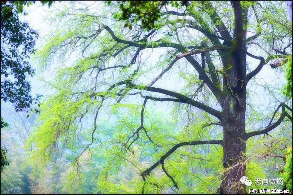 【春天，广西桂林灌阳县向您发出邀请！】在小龙村与春天约会 - 游山玩水 - 鹤壁生活社区 - 鹤壁28生活网 hb.28life.com