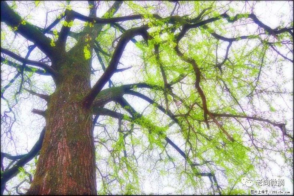 【春天，广西桂林灌阳县向您发出邀请！】在小龙村与春天约会 - 游山玩水 - 鹤壁生活社区 - 鹤壁28生活网 hb.28life.com