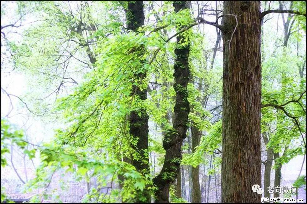 【春天，广西桂林灌阳县向您发出邀请！】在小龙村与春天约会 - 游山玩水 - 鹤壁生活社区 - 鹤壁28生活网 hb.28life.com