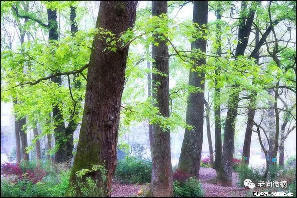 【春天，广西桂林灌阳县向您发出邀请！】在小龙村与春天约会 - 游山玩水 - 鹤壁生活社区 - 鹤壁28生活网 hb.28life.com