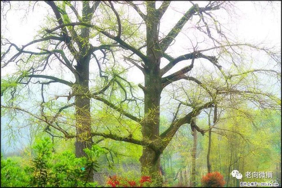 【春天，广西桂林灌阳县向您发出邀请！】在小龙村与春天约会 - 游山玩水 - 鹤壁生活社区 - 鹤壁28生活网 hb.28life.com