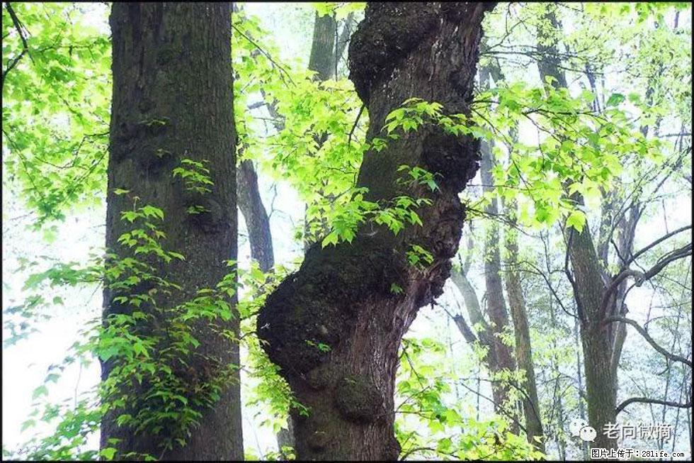 【春天，广西桂林灌阳县向您发出邀请！】在小龙村与春天约会 - 游山玩水 - 鹤壁生活社区 - 鹤壁28生活网 hb.28life.com