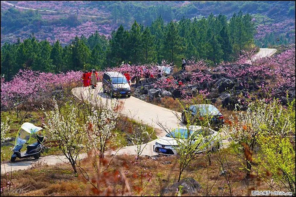 【春天，广西桂林灌阳县向您发出邀请！】望月岭上桃花开 - 游山玩水 - 鹤壁生活社区 - 鹤壁28生活网 hb.28life.com