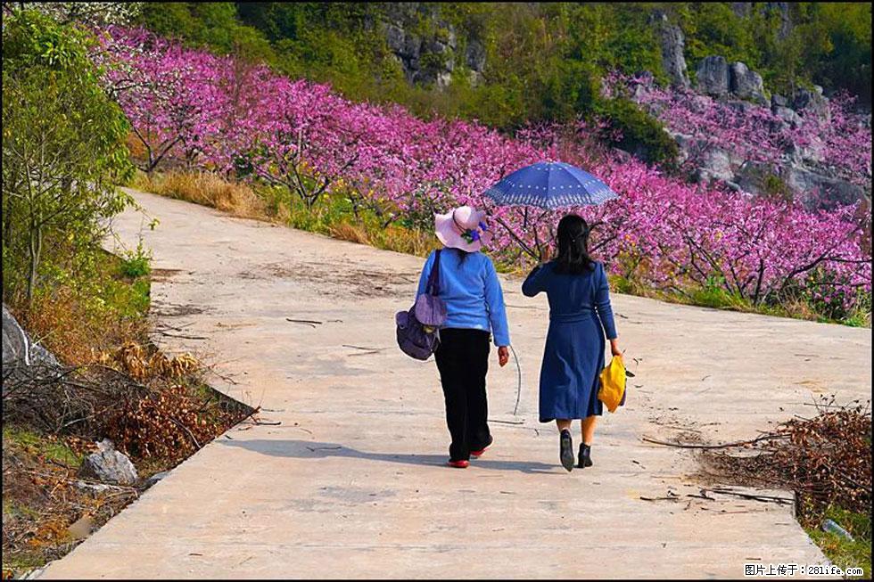 【春天，广西桂林灌阳县向您发出邀请！】望月岭上桃花开 - 游山玩水 - 鹤壁生活社区 - 鹤壁28生活网 hb.28life.com