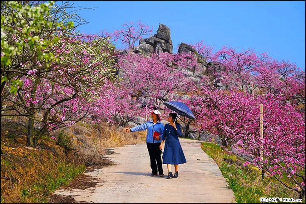 【春天，广西桂林灌阳县向您发出邀请！】望月岭上桃花开 - 游山玩水 - 鹤壁生活社区 - 鹤壁28生活网 hb.28life.com