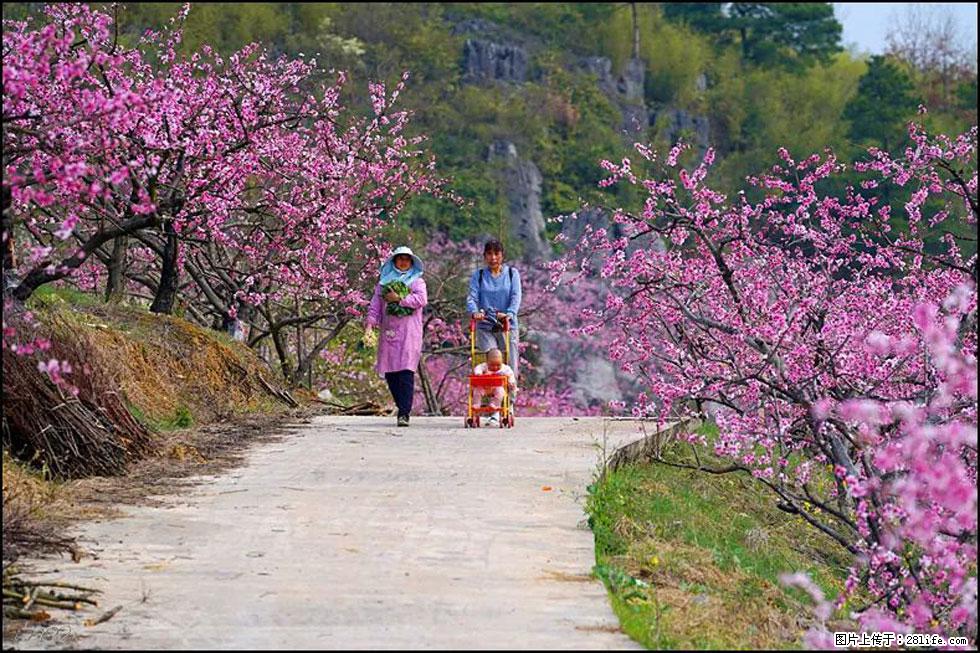 【春天，广西桂林灌阳县向您发出邀请！】望月岭上桃花开 - 游山玩水 - 鹤壁生活社区 - 鹤壁28生活网 hb.28life.com