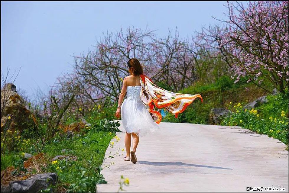 【春天，广西桂林灌阳县向您发出邀请！】望月岭上桃花开 - 游山玩水 - 鹤壁生活社区 - 鹤壁28生活网 hb.28life.com