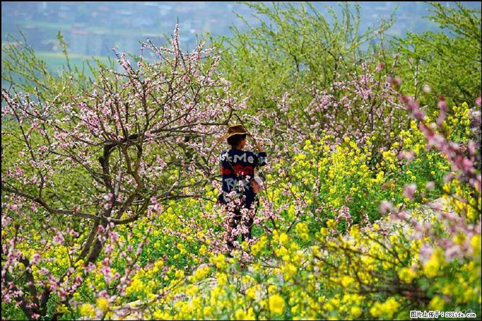 【春天，广西桂林灌阳县向您发出邀请！】望月岭上桃花开 - 游山玩水 - 鹤壁生活社区 - 鹤壁28生活网 hb.28life.com