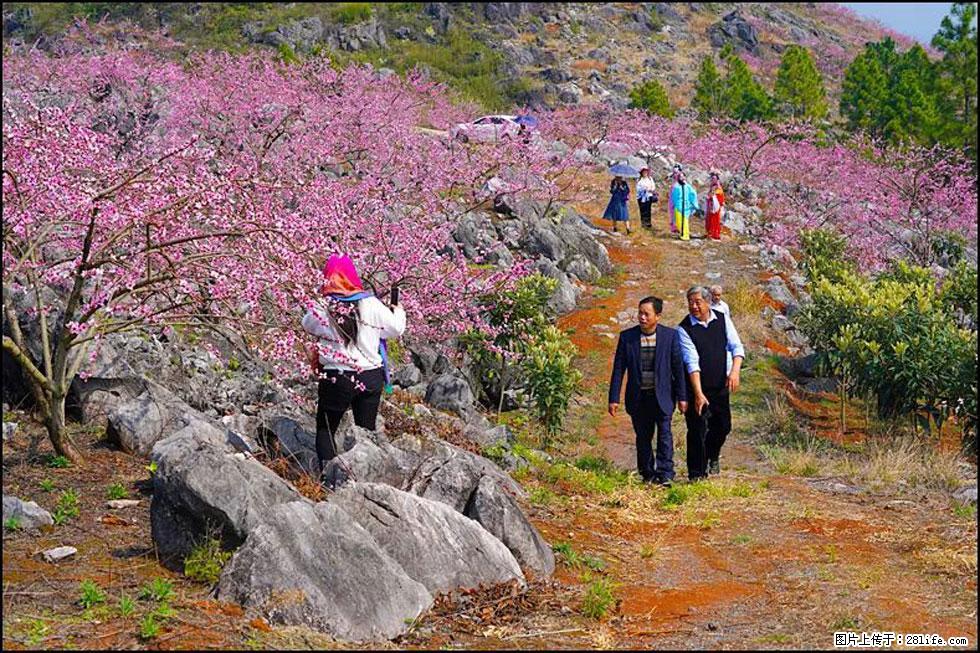 【春天，广西桂林灌阳县向您发出邀请！】望月岭上桃花开 - 游山玩水 - 鹤壁生活社区 - 鹤壁28生活网 hb.28life.com