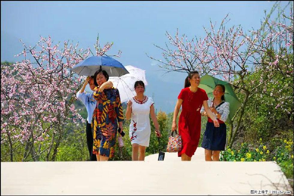 【春天，广西桂林灌阳县向您发出邀请！】望月岭上桃花开 - 游山玩水 - 鹤壁生活社区 - 鹤壁28生活网 hb.28life.com