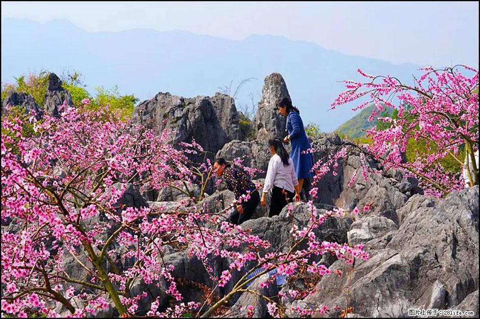 【春天，广西桂林灌阳县向您发出邀请！】望月岭上桃花开 - 游山玩水 - 鹤壁生活社区 - 鹤壁28生活网 hb.28life.com