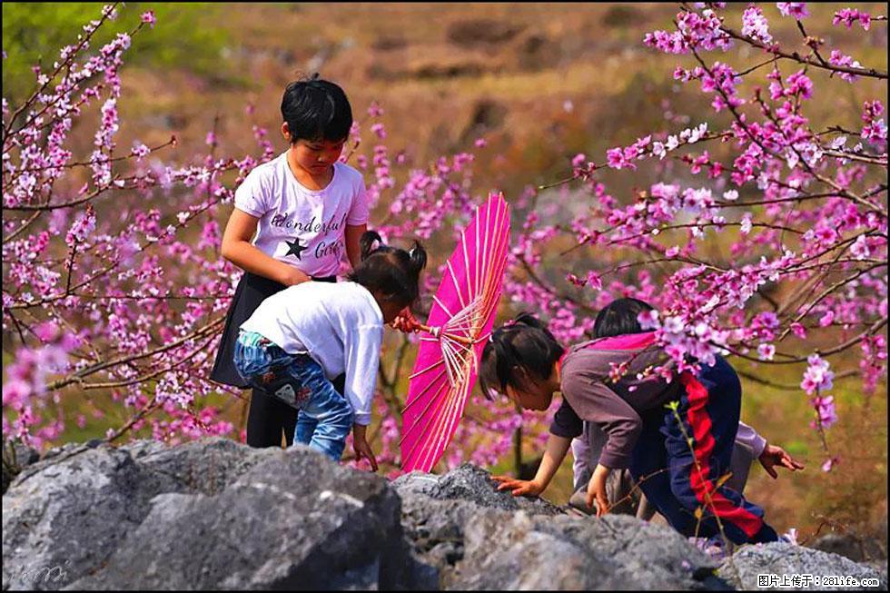 【春天，广西桂林灌阳县向您发出邀请！】望月岭上桃花开 - 游山玩水 - 鹤壁生活社区 - 鹤壁28生活网 hb.28life.com