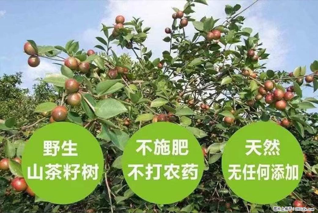 【灌阳县油茶产业示范区】一个有着充实的精神生活的人,对待身外之物自会有一种淡泊的态度 - 土特产 - 饮食特产 - 鹤壁分类信息 - 鹤壁28生活网 hb.28life.com